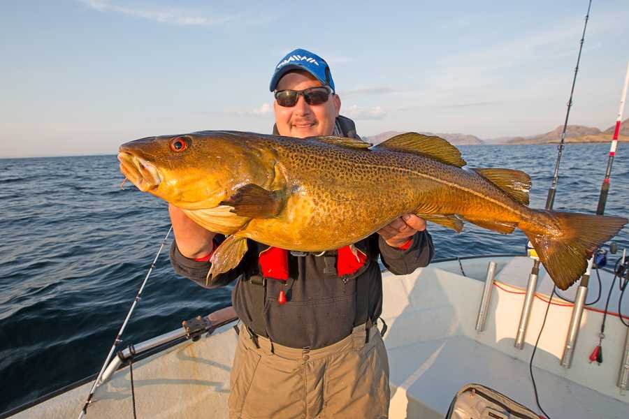 Dieser schöne Dorsch konnte dem Gufi nicht wiederstehen