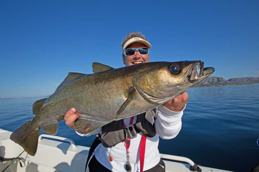 Pollackbrummer aus dem Schärengarten vor Flatanger