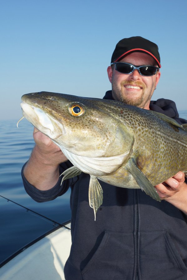 Dorsche um die 10kg sind in Flatanger keine Seltenheit