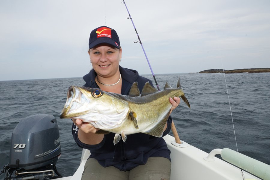 In Wassertiefen um 15 Meter gibt es rund um Flatanger Pollack an nahezu jeder Untiefe