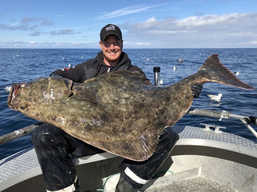 Toller Heilbutt (1,63 Meter/62 Kilo) vom Außenschärenbereich vor Leka.