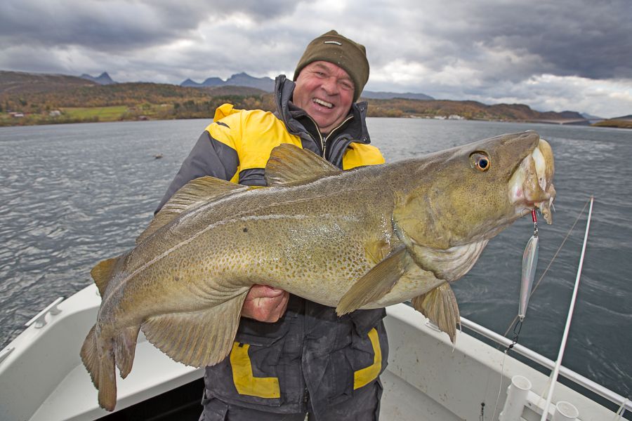 Horst Hennings hat gut lachen - dieser 25-Kilo-Dorsch biss im September mitten im Saltstraumen.