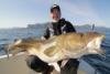 Sommerdorsch auf den Lofoten - 20 Kilo, 1,20 Meter lang.