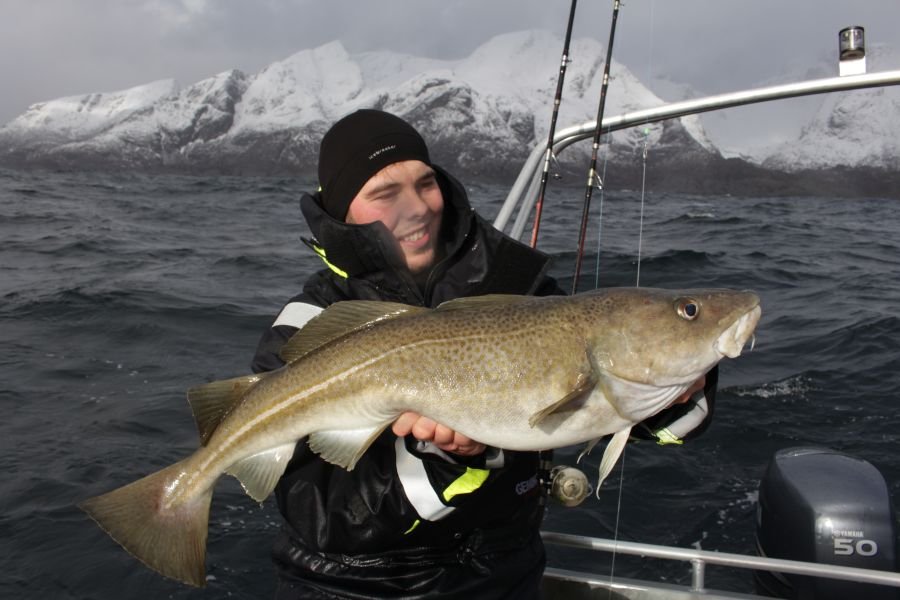 Dickdorsch im Winter.