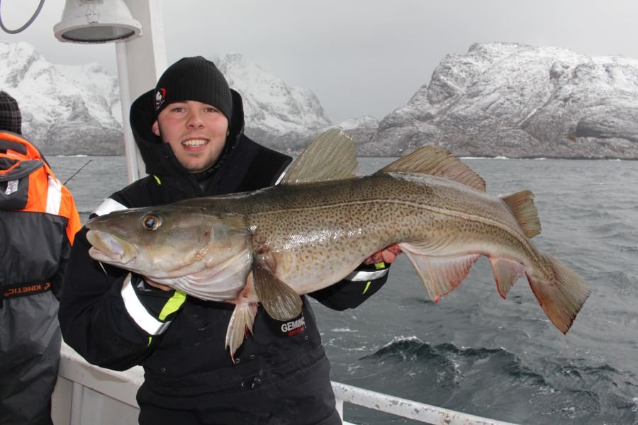 Lofoten-Dorsch im April!