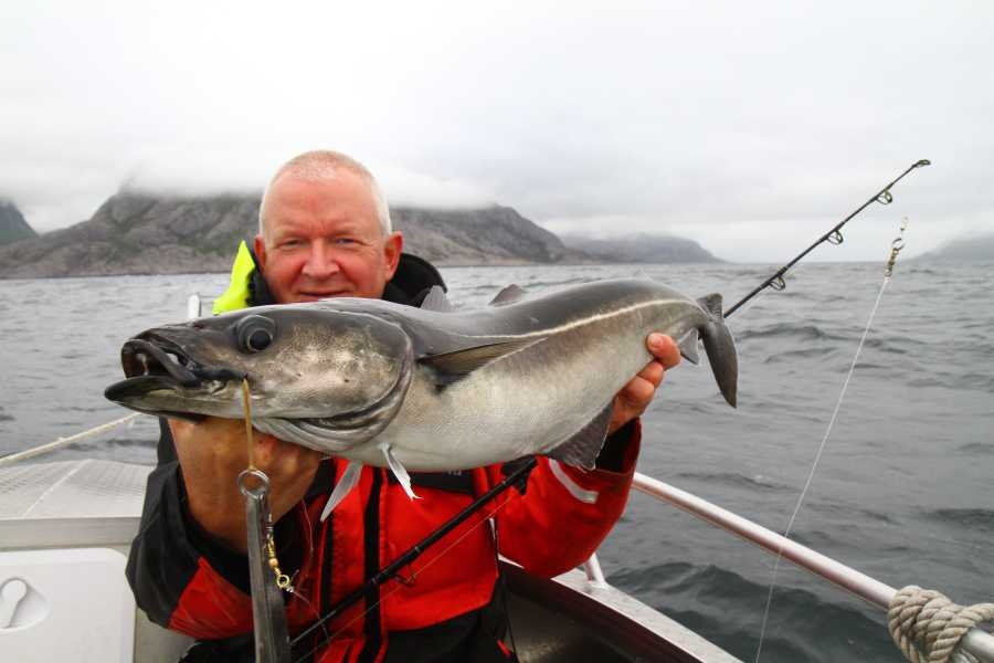 Köhler aus dem Vestfjord.