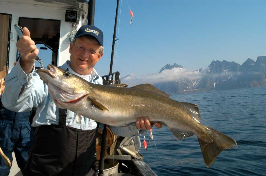 Power-Pollack beißen in den Sommermonaten.