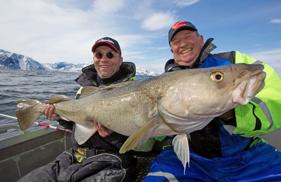 Vor Akkarvik können Sie eine hervorragende Dickdorschangelei erleben
