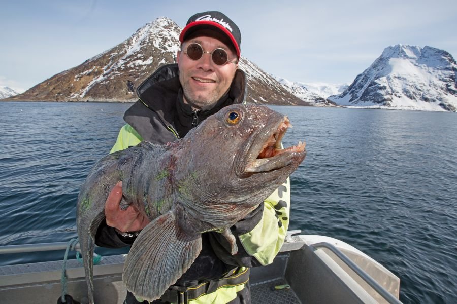 Seewolf - In den Monaten April und Mai wird das Meer vor Akkarvik zum Wolfsrevier