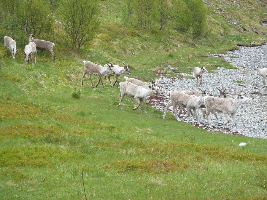 Rentiere findet man überall auf der Insel