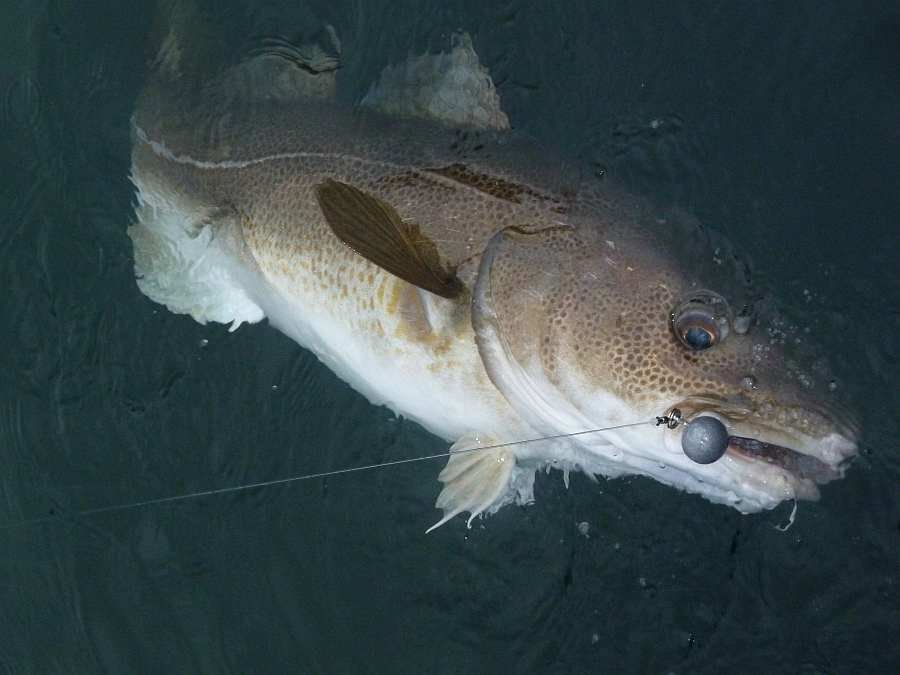 Der konnte dem großen Gummifisch nicht widerstehen