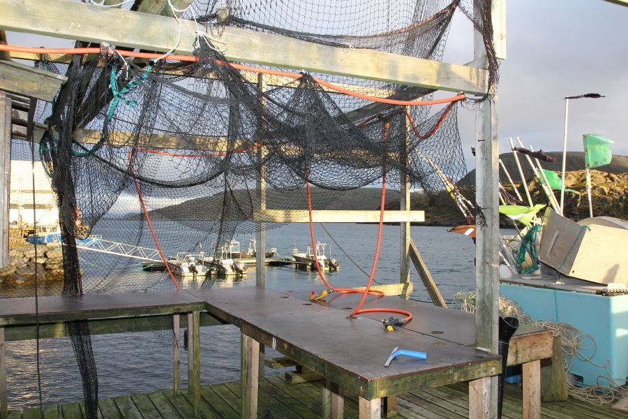 Neben dem geräumigen Filetierraum steht unseren Kunden auch noch der großzügige Außenfiletierbereich am Filetierhaus zur Verfügung.