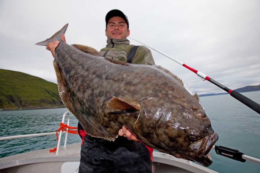 In Havøysund zu Hause: solche Heilbutt!