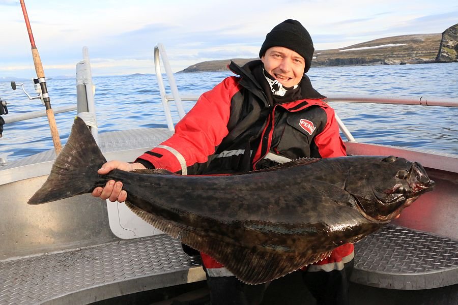 Durschnitts-Heilbutt aus dem Kjøllefjord