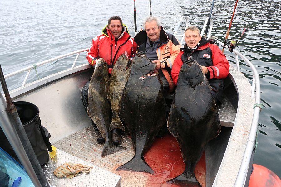 Das Heilbutt-Quartett vom Kjøllefjord