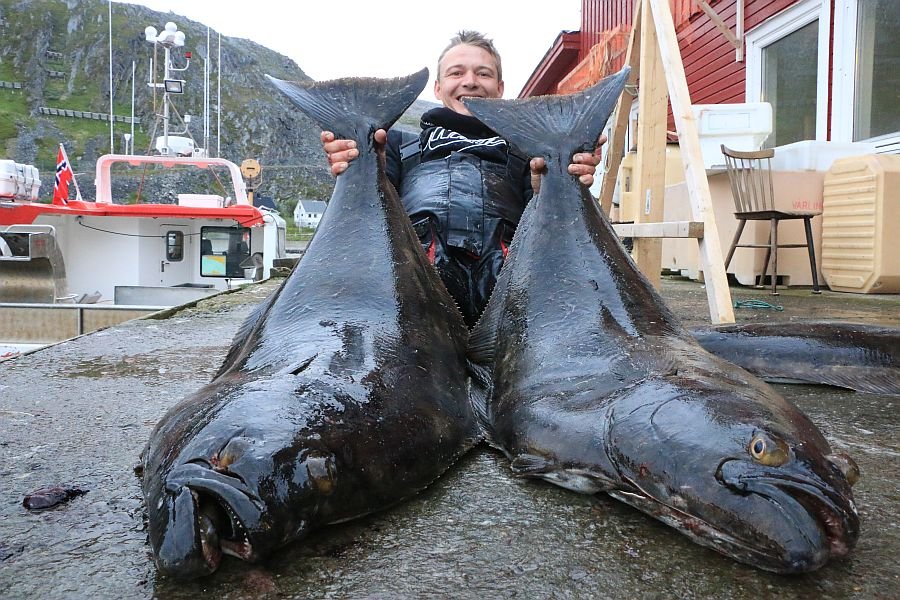 Heilbutt-Doppelschlag am Kjøllefjord
