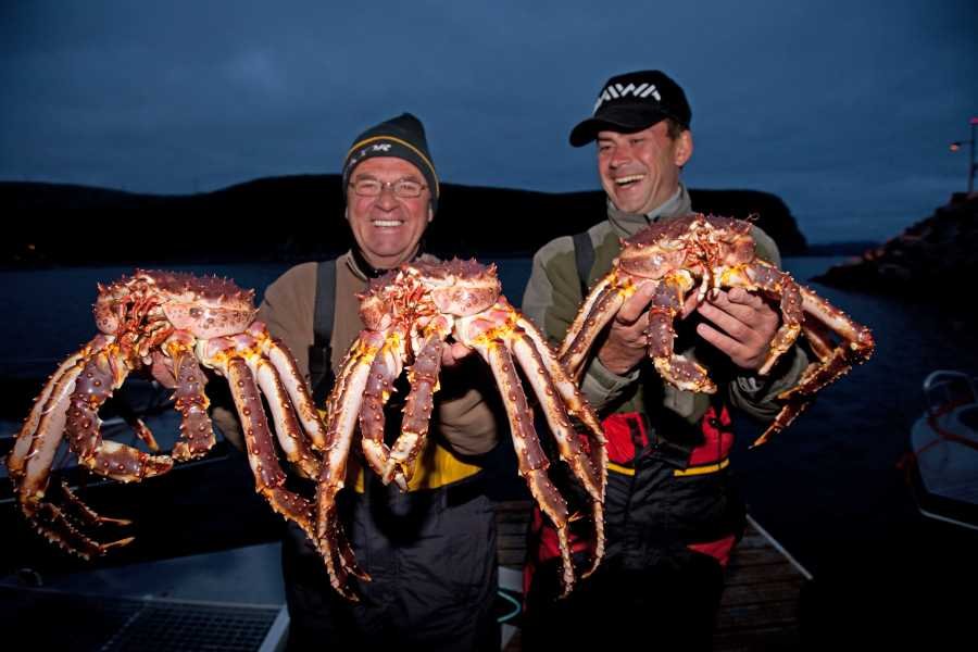 Kjøllefjord bedeutet auch: Königskrabben satt!