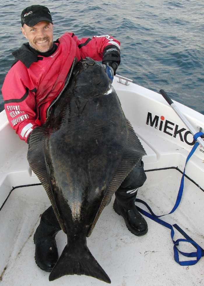 Solche Heilbutts sind die Krönung jeder Angelreise.