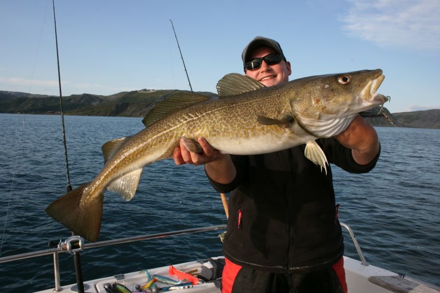 Beifang beim Heilbutt Angeln - David Böttcher mit strammem Skjånes-Dorsch