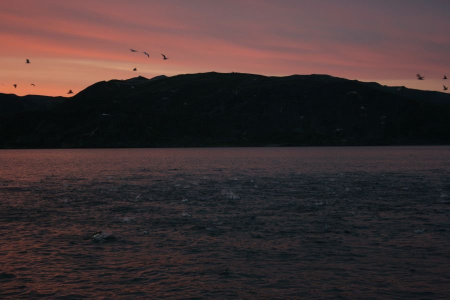 Räuberdämmerung - Dickdorsche und Großköhler drücken halbstarke Köhler an die Wasseroberfläche des Hopsfjordes