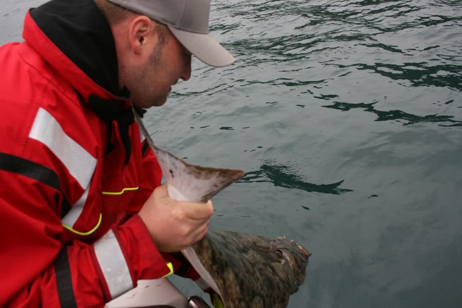 Bestandsschutz - Dieser Heilbutt wurde von Patrick Schäfer released