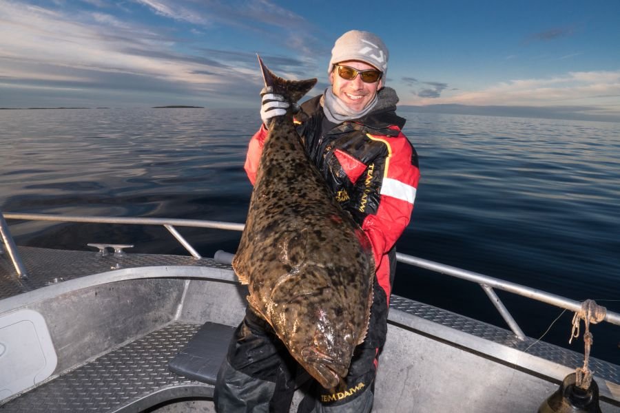 Rolvsøya und Tufjord Brygge bedeutet Heilbutt...