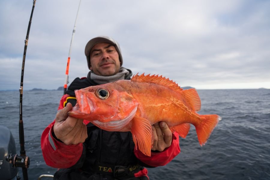 ...und dicke Rotbarsche.