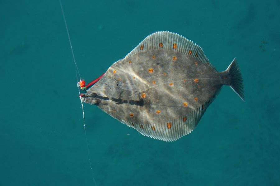 Fette Rotgetupfte lauern in den sandigen Buchten, wie der Trollvika, auf Ihre Köder.