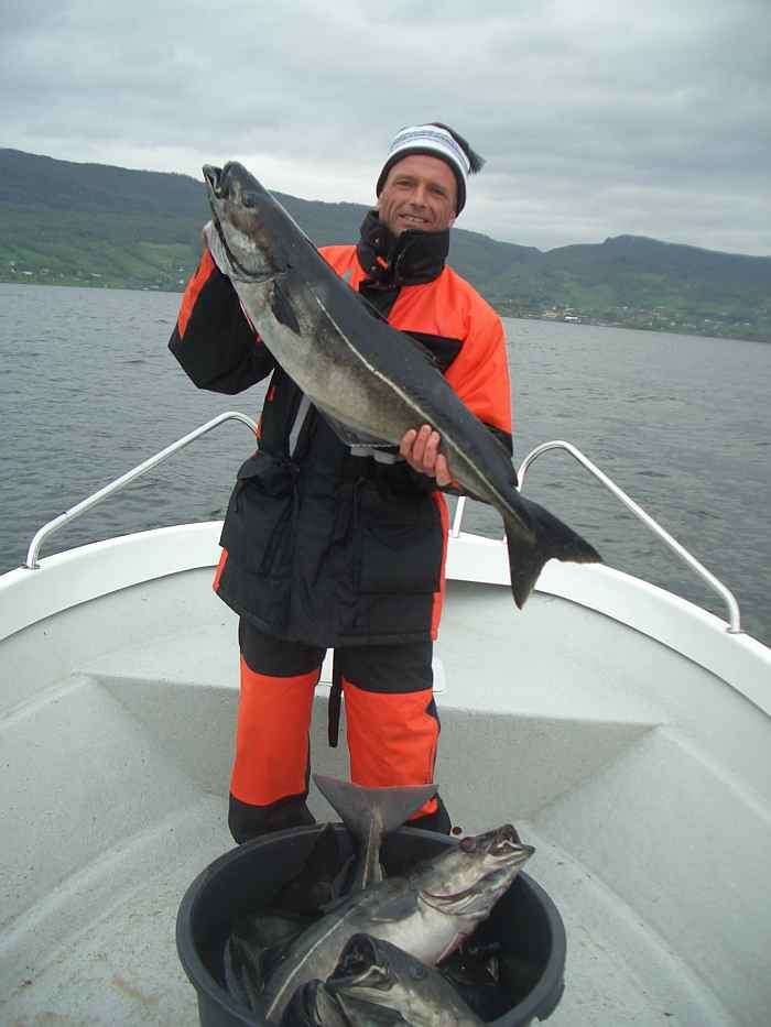 Dicke Köhler sind in den Sommermonaten im Fjord unterwegs.