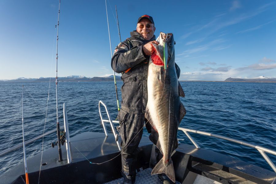 Kapitaler Oktober-Köhler.