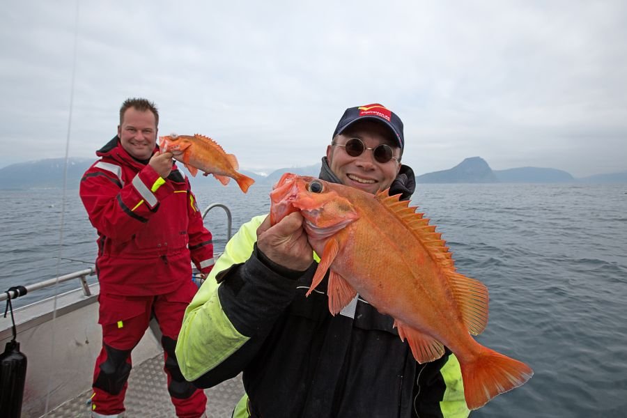 Auch rote Riesen wohnen im Andfjord.