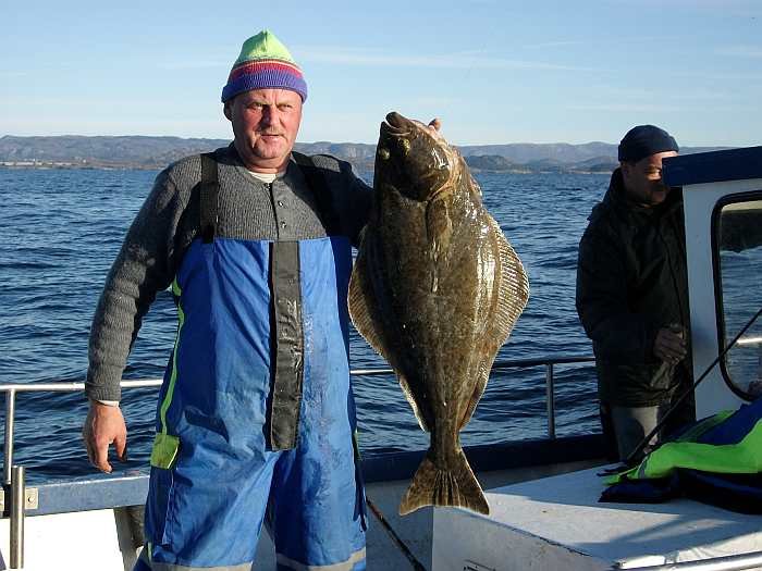 Auch das geht in Südnorwegen! Kleiner Heilbutt im Juni auf den Sandbänken vor Farsund