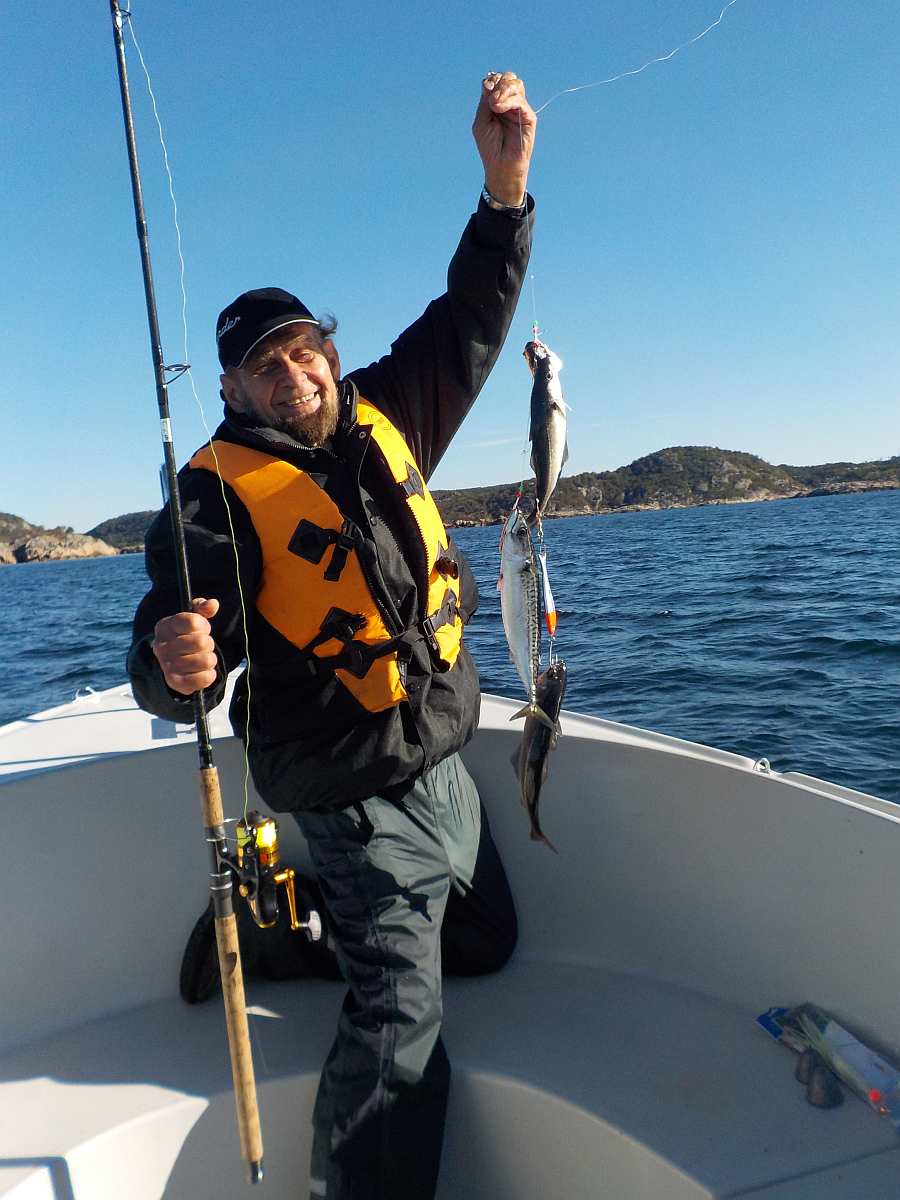 Makrelen satt im Sommer bis Herbst