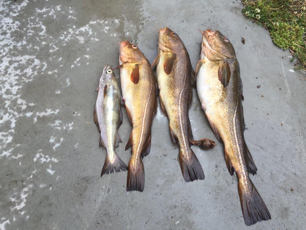 Schöne Dorsche und Pollack für die Küche