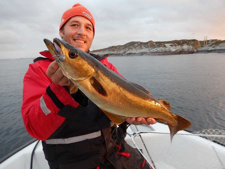 Goldener Südküstenpollack im Herbst