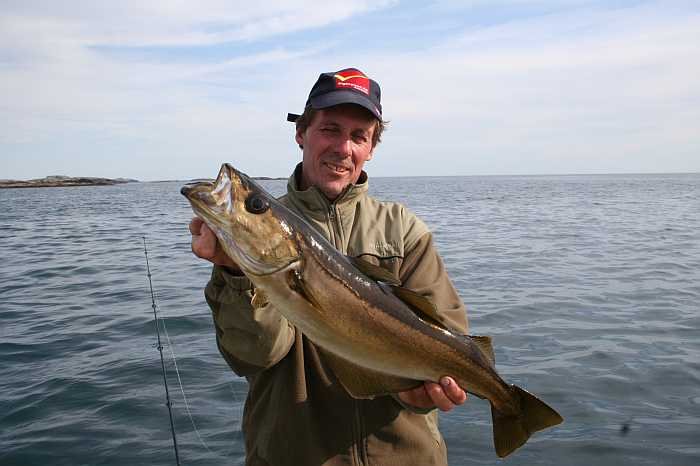 Pollack im Spätsomer