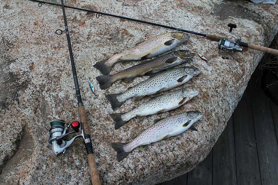 Hier gibt es viele Meerforellen! Schon direkt im Fjord am Haus...
