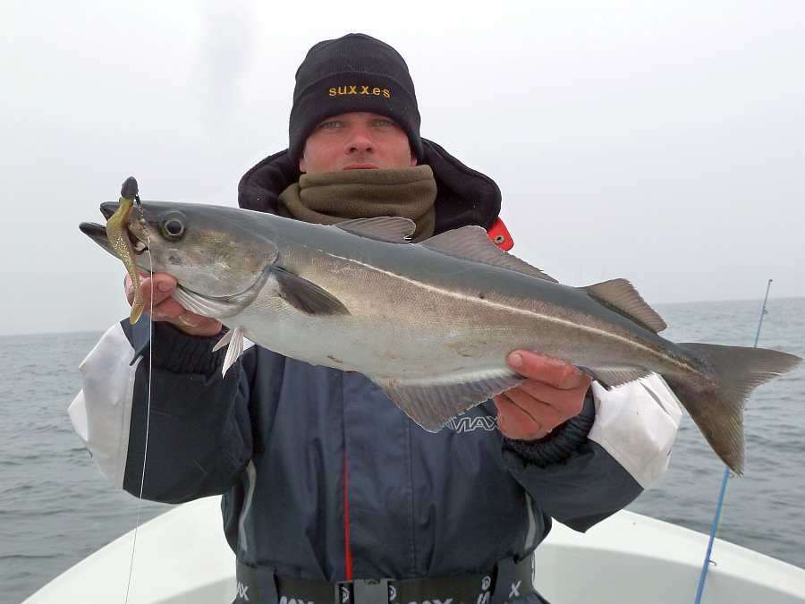 Pollack im April auf der Untiefe Kletten