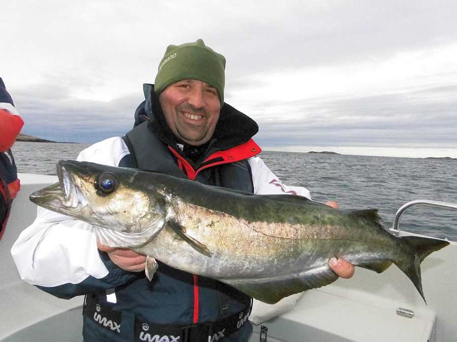 Schöner Pollack - gefangen in den Schären bei der Insel Eigerøya