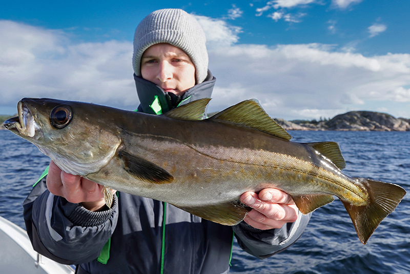 Schöner Pollack gefangen vor Avik