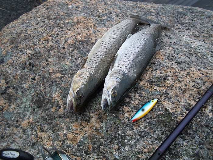 Im Lenesfjord kommt diese Fischart u.a. sehr häufig vor - Meerforellen!