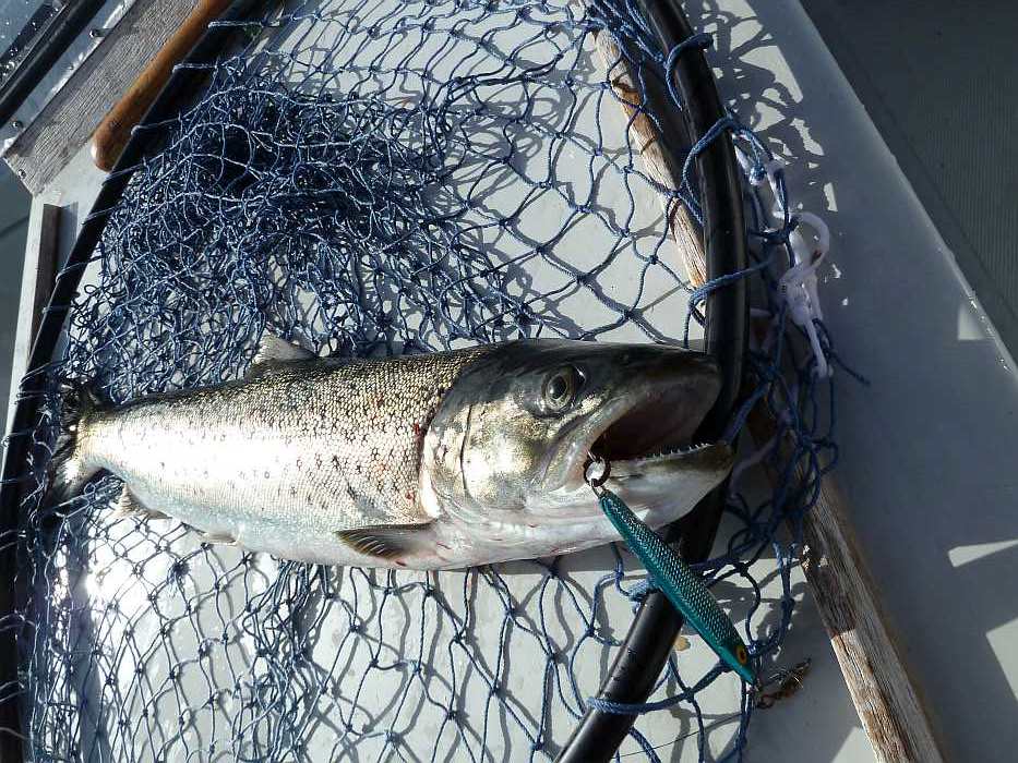 Ein Beispiel für die Artenvielfalt vor der Küste des Kap Lindesnes.