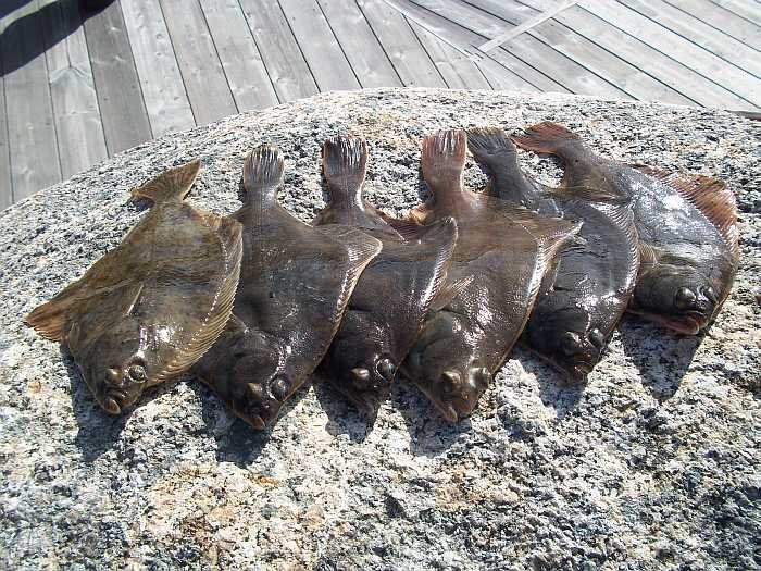 Fangergebnis vom Ufer - Plattfische