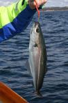 Köhler auf einer der Untiefen direkt vor Kap Lindesnes