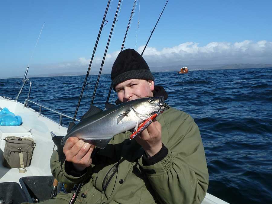 Köhlder können das ganze Jahr über beangelt werden.