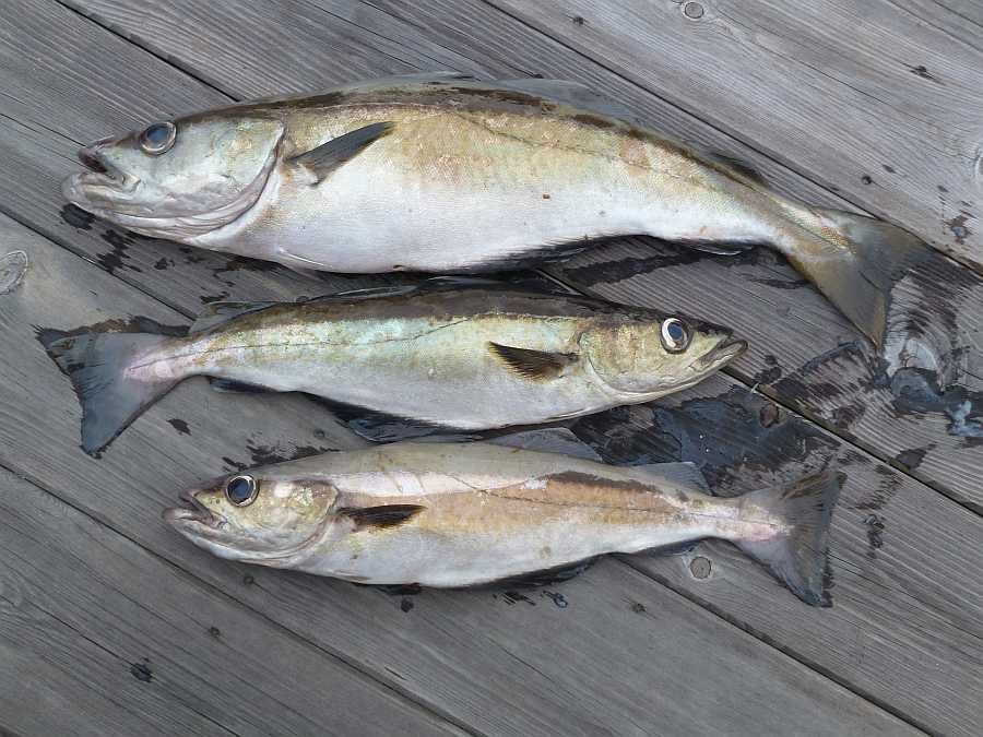 Das Revier vor Furuholmen ist bekannt für großartiges Pollackangeln.
