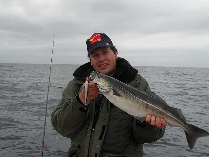 Köhler auf einer der Untiefen beim Kap lindesnes