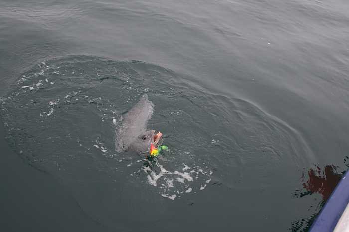 Achtung bissig! Steinbeisser im Mai