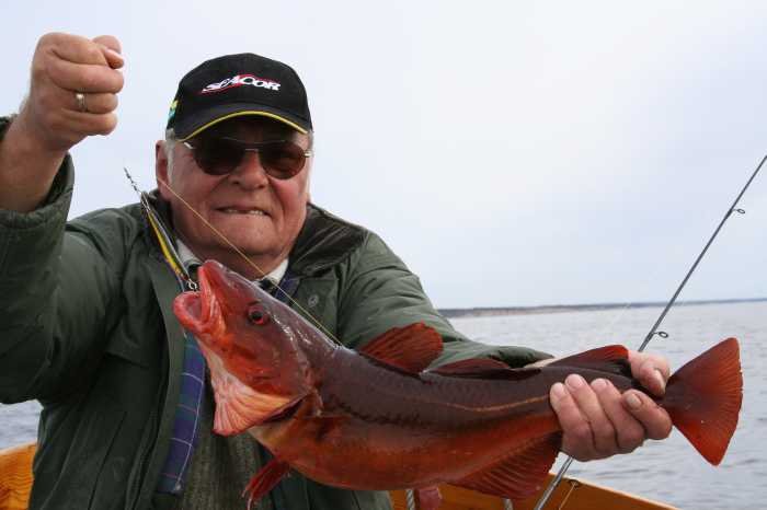 Tangdorsch - prächtig gefärbt