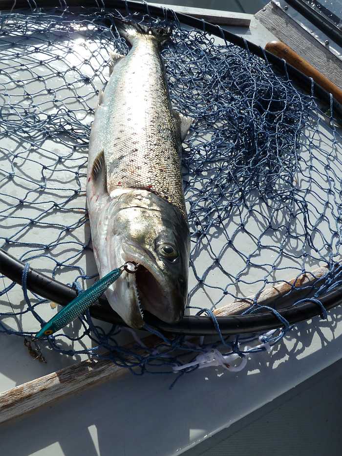Vor allem im Frühjahr stehen die Chancen gut die eine oder andere Meerforelle zu fangen.